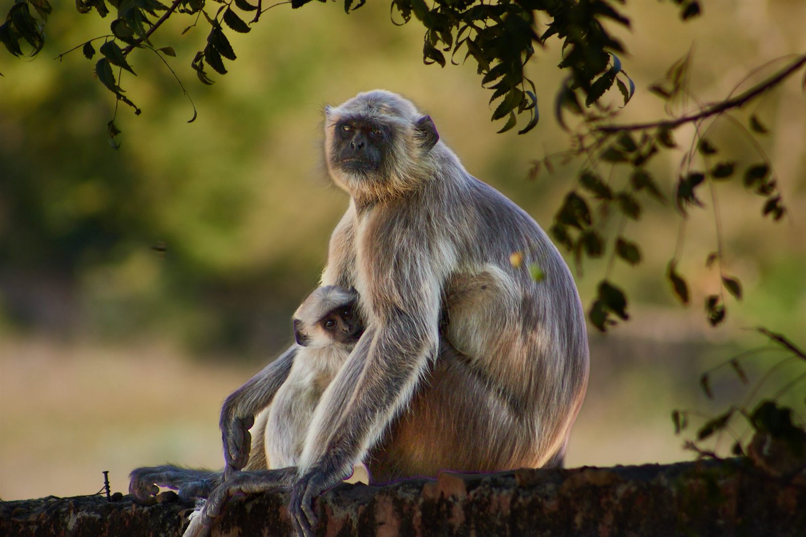 India, In het rijk van de tijger