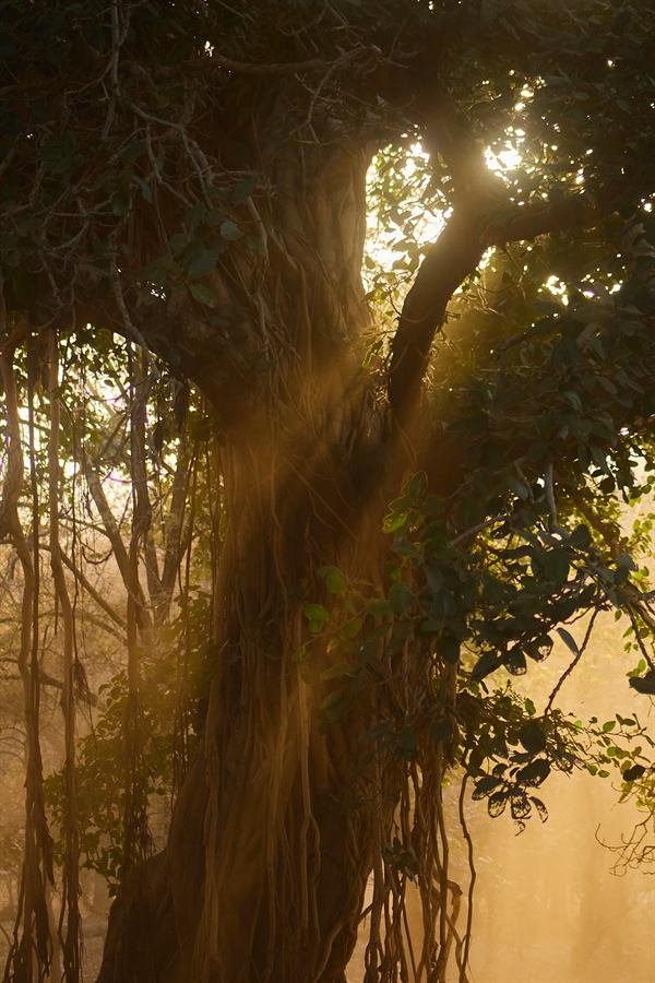 The Ancient Guardian's Glow, uit India, In het rijk van de tijger
