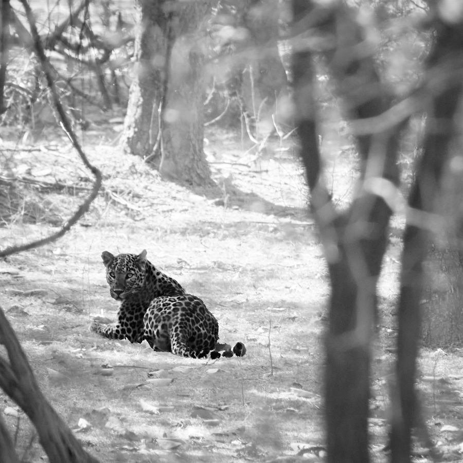 India, In het rijk van de tijger, foto 4 van 6