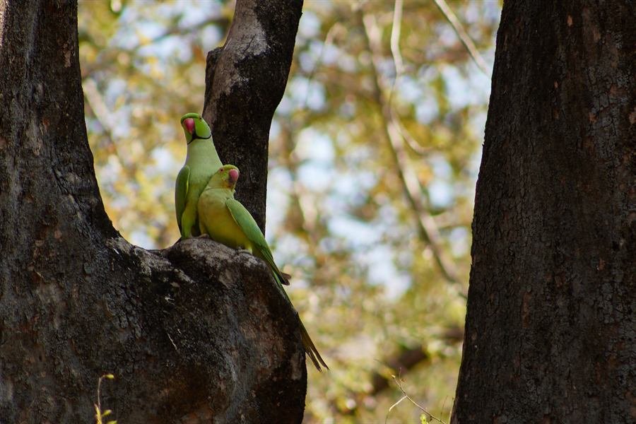 India, In het rijk van de tijger, foto 5 van 6